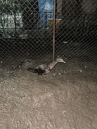 lal ordək yumurta: Lal ördəklər satılır.erkək dişidi 
Biri 15manat — 2