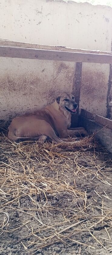 doberman itləri: Kanqal, 3 il, Dişi, Peyvəndli, Ünvandan götürmə