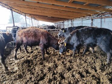 Коровы, быки: Продаю | Бык (самец) | На откорм — 9