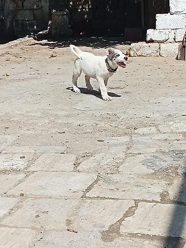 jersey cinsi: Balaca it balası – ağ tüklü, qulaqlarında və göz ətrafında boz-çəpgöz — 2