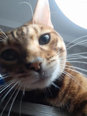 Продажа кошек: Бенгал на вязку Особенности: - Крупные выразительные глаза, широкие — 1