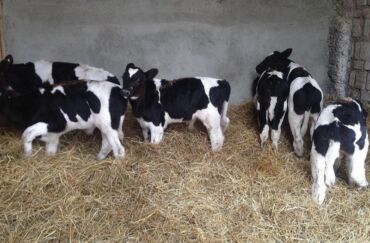 дом для кур: Сатам | Уй (ургаачы), Бука (эркек), Кунаажын