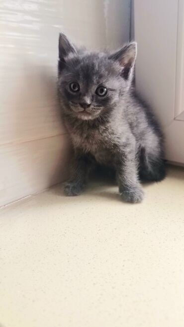 Pişiklər: Şotland, Erkək, Ünvandan götürmə, Ödənişli çatdırılma -da lalafo.az — 6 Pişiklər: Şotland, Erkək, Ünvandan götürmə, Ödənişli çatdırılma — 6