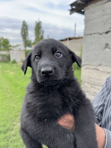Собаки: Продаются породистые щенки восточно-европейской овчарки Ищете