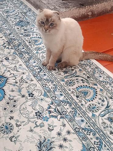 ориентальная кошка цена: Отдам хороший руки Шотландский вислоухий кот с редким — 1