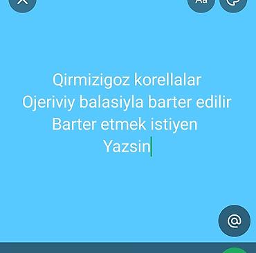 Tutuquşları: Qirmizigoz lutino balalari var ajeriv balasiyla barter edilir 20 25 — 1