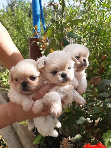 heyvanlar: Maltipoo/poo tipli balaca it balaları - Şirin, yumşaq, qıvrım və ya — 10