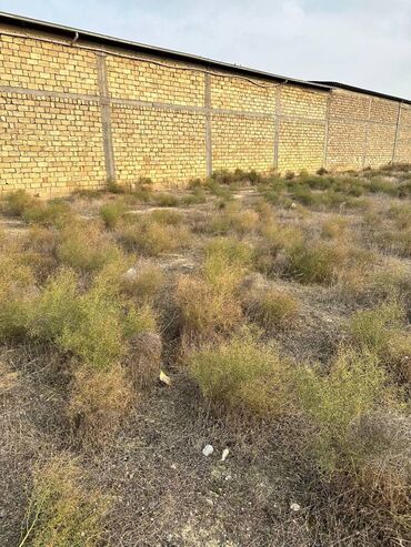 Torpaq sahələrinin satışı: 30 sot, Kənd təsərrüfatı, Makler, Kupça (Çıxarış), Texniki pasport -da lalafo.az — 9 Torpaq sahələrinin satışı: 30 sot, Kənd təsərrüfatı, Makler, Kupça (Çıxarış), Texniki pasport — 9