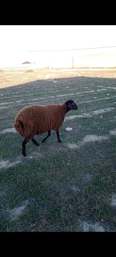 en yaxsi bugda sortu: Самка, Qala, лет: 1, 50 кг, Для разведения, Самовывоз