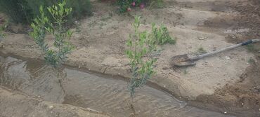 dekarativ agac: Zeytun ağacı Türkiyənin gemlik sortu olan zeytun ağacları satılır 10