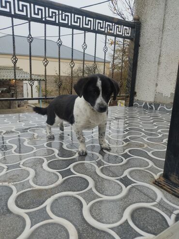 İtlər: Zvonok, 8 ay, Dişi — 6