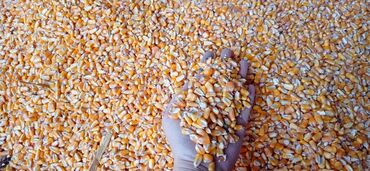 продаю кукурузу: Кукуруза В розницу, Самовывоз