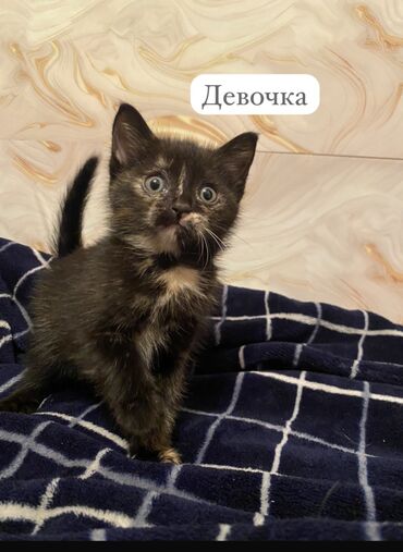 взять кошку бесплатно: Кошка даром: Беспородная, 1 месяц, Девочка