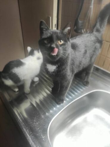 Mačke: Poklanjaju se dve predivne mace spašene sa ulice — braća različitog — 8