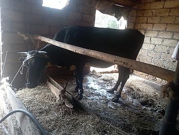 купить собаку в: 5 aylıq boğazdi 2ci qarına riyal alıcı razlasaram qoyunlada dəyişilir — 1