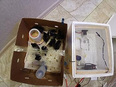 Kənd təssərüfatı avadanlığı: Məhsul: Sadə ev tipli inkubator Salam özüm yığmışam 40 toyuq — 6