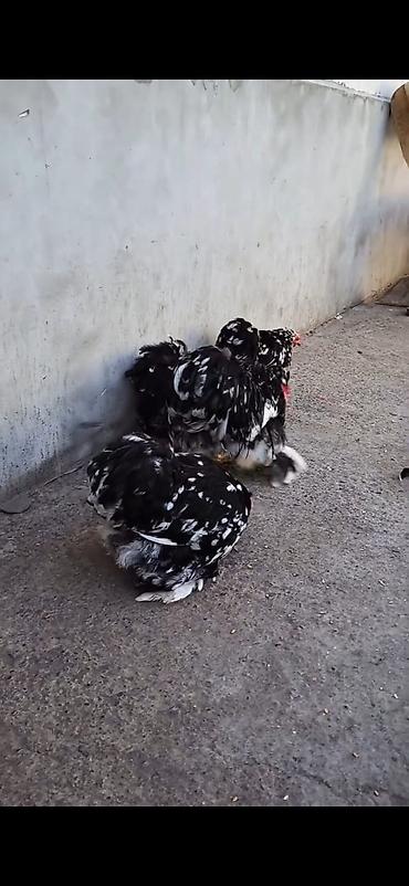 Cücələr: Toyuq cücələri, Damazlıq — 7