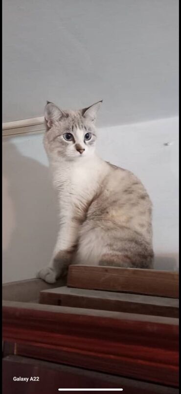 домики для котов: Кошечка в добрые, надежные руки🙌🏻 Только ответственным взрослым 30+лет