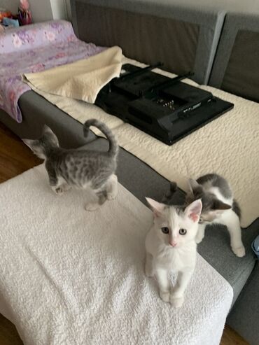 бархатные котята: Беспородная, 2 месяца, Мальчик, Биколор, С прививками