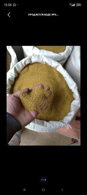 молочная продукция: Беде урук Просо (зерно) в мешках - Натуральное зерно проса — 2