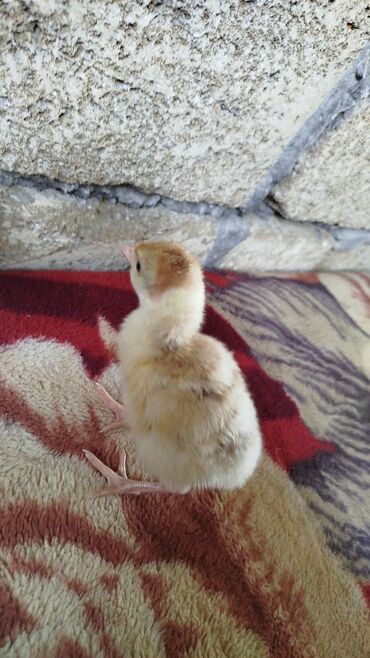 Hinduşka: Erkək, Ətlik, Ödənişli çatdırılma — 9