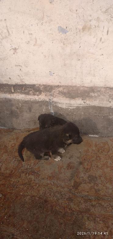 Продажа собак: Овчарка, 1 месяц, Самка at lalafo.kg — 1 Продажа собак: Овчарка, 1 месяц, Самка — 1