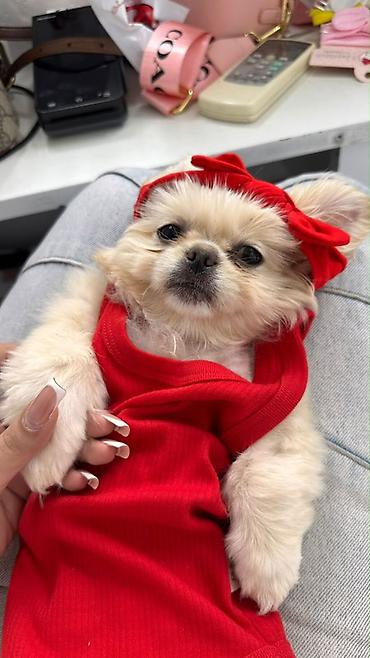 mal bazari: Reyal alıyıcıya endirim olunacaq Golden Pekinisdi üstündə daşıma — 1