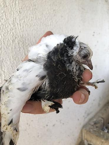 ordək balası və cucə: Naxçıvan göyərçinləri – Salto-Uçuş və Dekorativ Ve Bağış üçün seçmə — 4