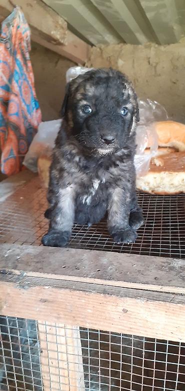 İtlər: Alman çoban iti, 1 ay — 12