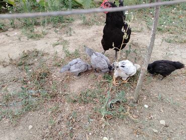 qara pişik şəkilləri: Toyuq, Australorp, Yumurtalıq, Ünvandan götürmə