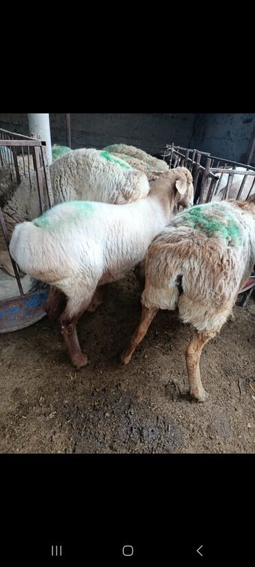 Бараны, овцы: Продаю | Овца (самка) | На забой — 1
