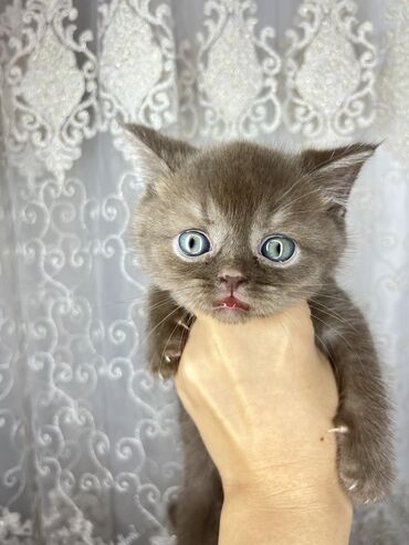 britan pişiyi: Britan, Dişi