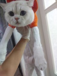 шотландская кошка цена: Şinşilla, Erkək, Yaxşı əllərə, Ödənişli çatdırılma