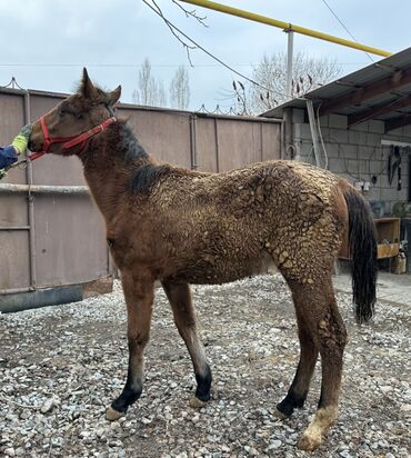Лошади, кони: Продаю | Жеребенок | Для разведения | Племенные at lalafo.kg — 4 Лошади, кони: Продаю | Жеребенок | Для разведения | Племенные — 4