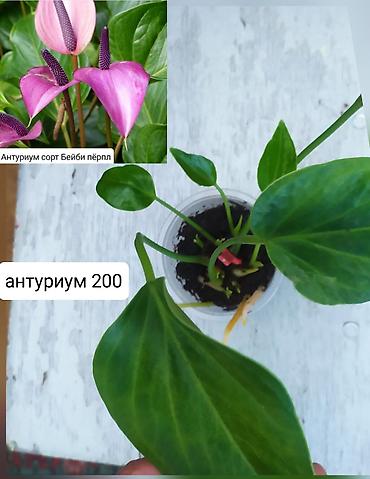 Другие комнатные растения: Продаю цветы — 2