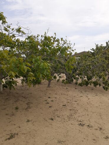 Həyət evləri və villaların satışı: 3 otaqlı, 90 kv. m, Kredit yoxdur, Təmirsiz -da lalafo.az — 7 Həyət evləri və villaların satışı: 3 otaqlı, 90 kv. m, Kredit yoxdur, Təmirsiz — 7