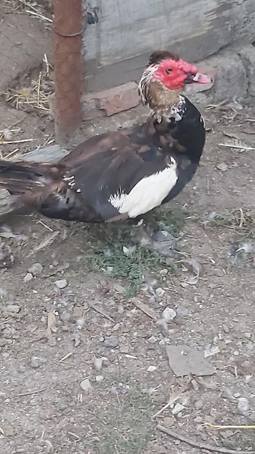 ordek qaz: Erkək, | Lal ördək, Damazlıq — 3