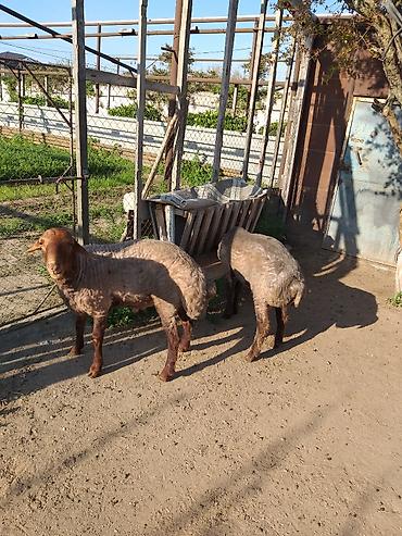 binə atciliq: Qurbanlığ və ya damazlığ qoclardı 1 il 7aylığdı ünvan Binə qəsəbəsində — 2