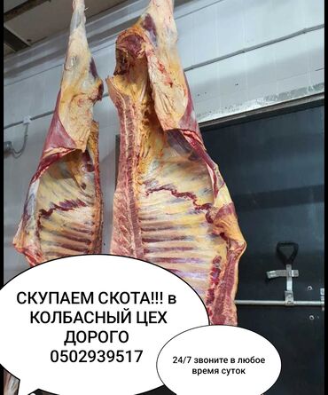 объявления о пропаже животных: Сатып алам | Уйлар, букалар, Жылкылар, аттар, Кочкорлор, койлор | Күнү-түнү, Бардык шартта, Союуга, этке