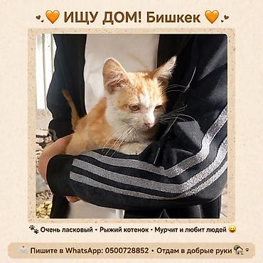 Рыжий котёнок в добрые руки — Бишкек. - Очень ласковый, любит людей -