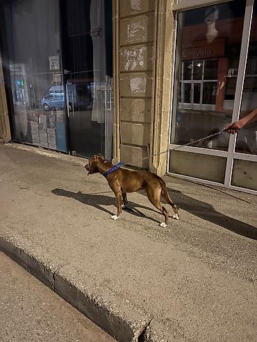 pişikli oyunlar: Pitbul, Erkək — 3