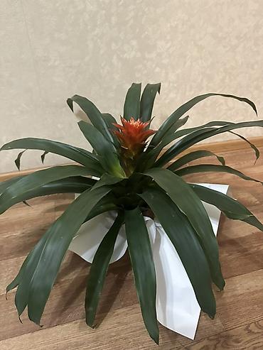 Гузмания (Guzmania) с оранжевым соцветием в горшке. - Эффектная