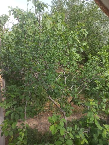 Həyət evləri və villaların satışı: 3 otaqlı, 100 kv. m, Kredit yoxdur, Orta təmir -da lalafo.az — 10 Həyət evləri və villaların satışı: 3 otaqlı, 100 kv. m, Kredit yoxdur, Orta təmir — 10