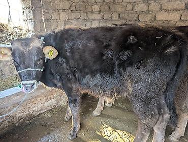 Коровы, быки: Продаю | Бык (самец) | На откорм | Привязанные — 2