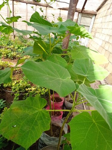 Ağaclar: Pavloniya (Adəm agaclar)satılır .her ölçüdə ağaclar var 5 manatdan 25 -da lalafo.az — 5 Ağaclar: Pavloniya (Adəm agaclar)satılır .her ölçüdə ağaclar var 5 manatdan 25 — 5