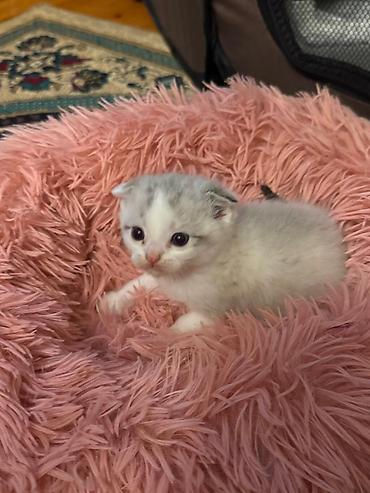 Pişiklər: Yaxşı əllərə — 5