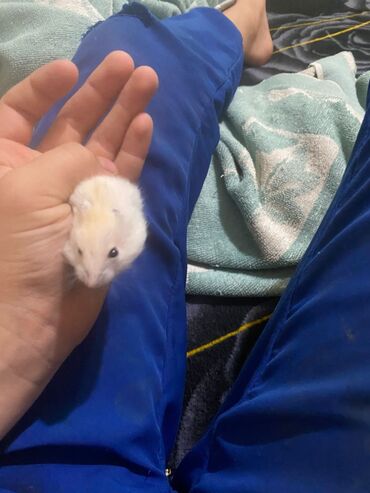 Хомяки: Хомяки — 2