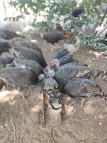 erkek qaz: Erkək, Amerika, Ətlik, Ünvandan götürmə — 4