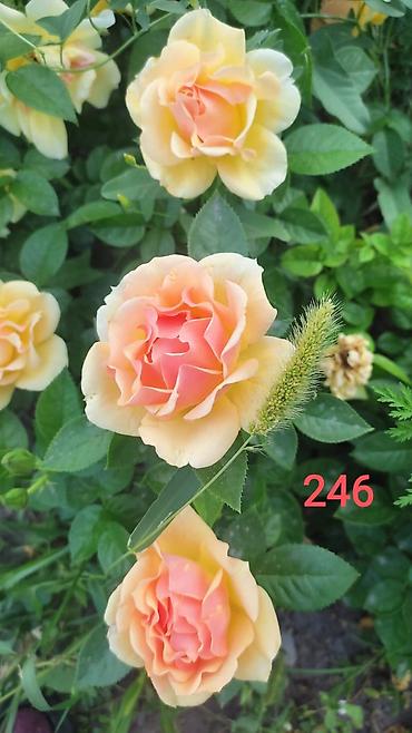 Комнатные розы: Миниатюрная роза (номер 412) с густомахровыми соцветиями — 6