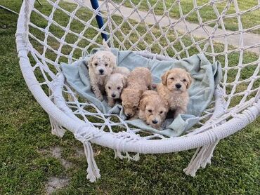 Psi: Maltipoo štenci MALTIPOO štenci izuzetnog kvaliteta i izgleda, veoma — 9